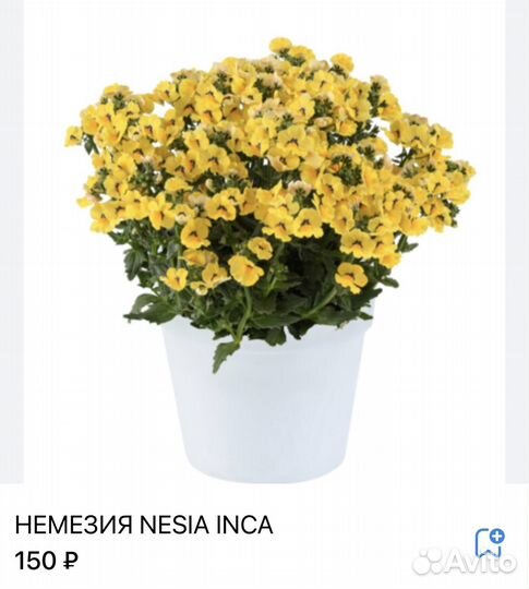 Немезия вегетативная