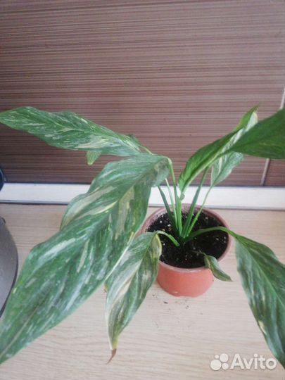 Цветы для дома