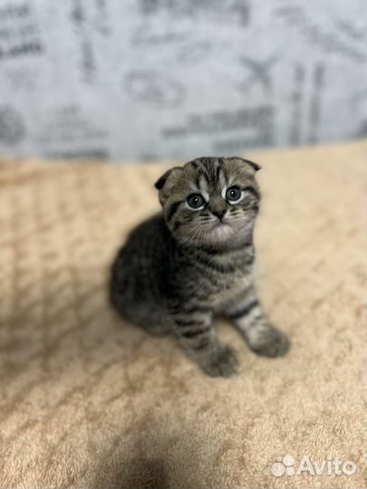 Шотландские вислоухие котята