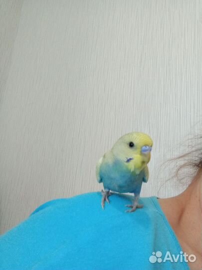 Волнистый попугай