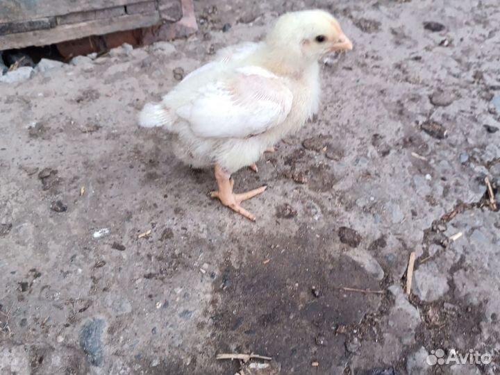 Продам бройлеров