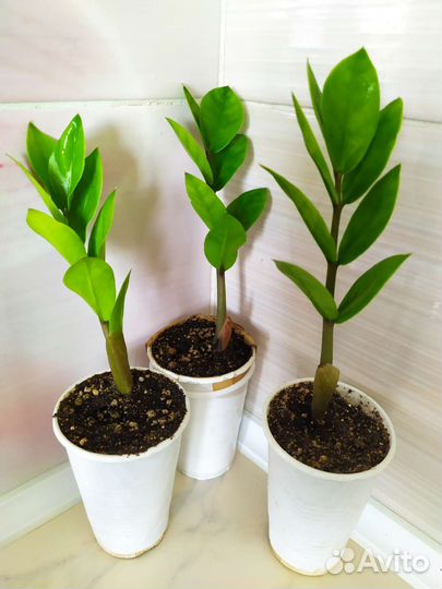 Замиокулькас фикус Бенджамин сансевьерия