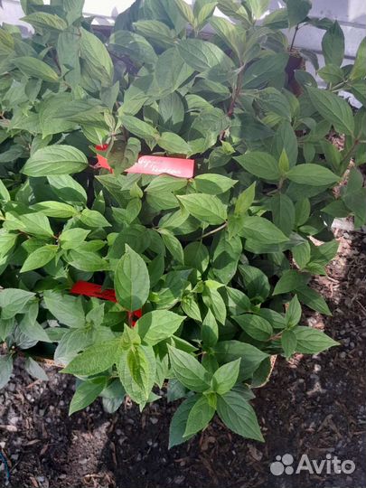 Гортензия 2-х годовалая