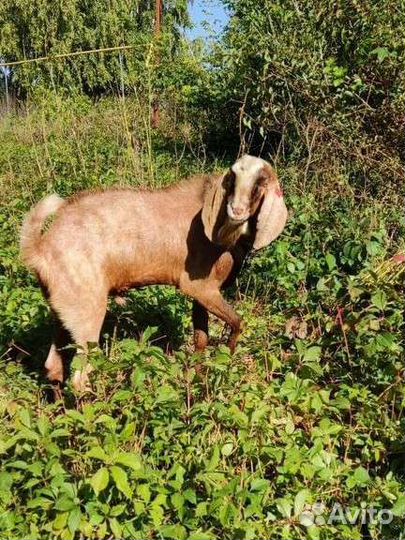 Камори-нубийский козëл вязка
