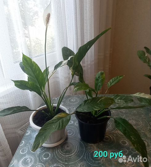 Спатифиллум