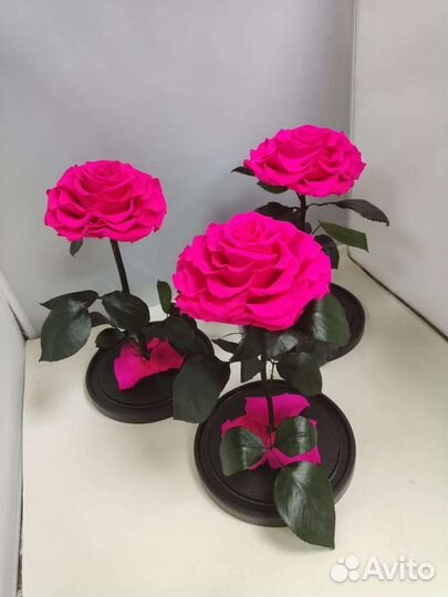 Роза в колбе опт