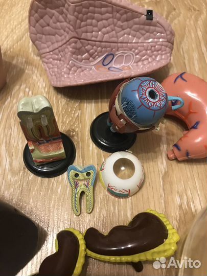 Муляж тела человека Де Агостини