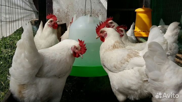 Бресс Галльская