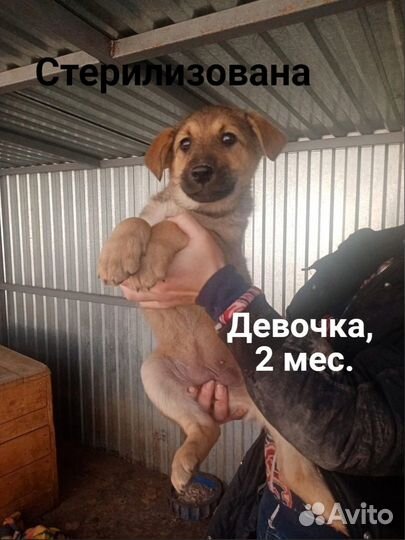 Стерильная, 2,5 мес