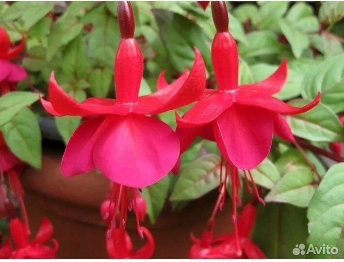 Фуксия набор черенков 5 сортов