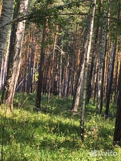 Лес на корню плюс земля