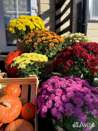 Хризантема