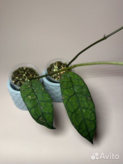 Хойя clemensiorum Kalsel