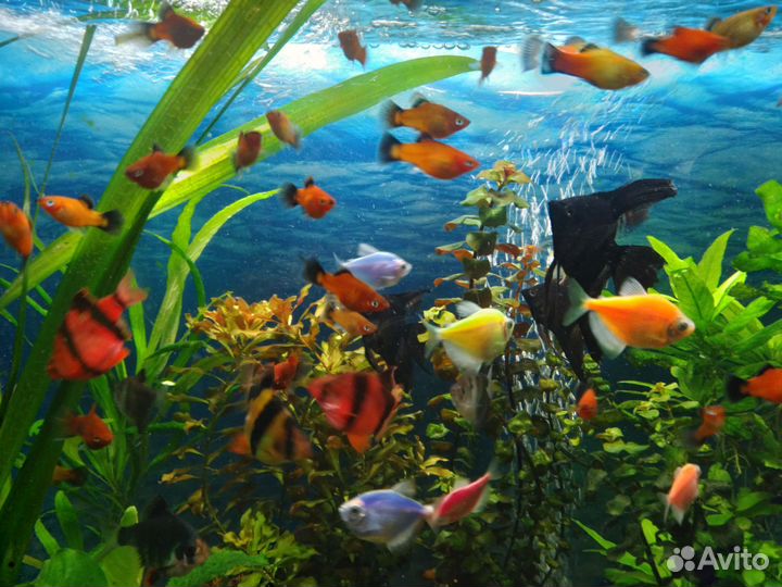 Рыбки Тернеции Неоны Барбусы Скалярии