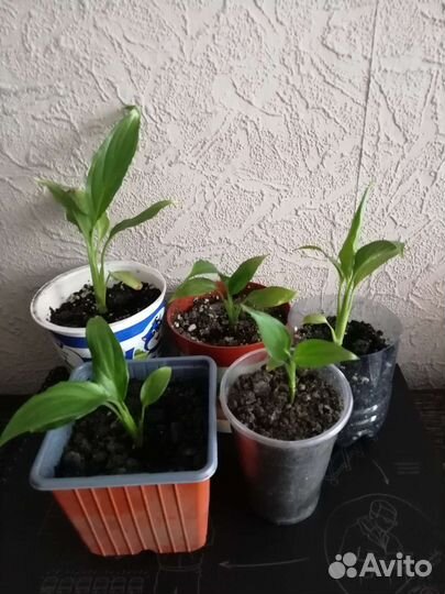 Женское счастье спатифиллум