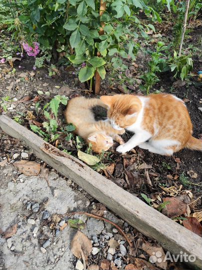 Отдам милого рыженького котенка в добрые руки