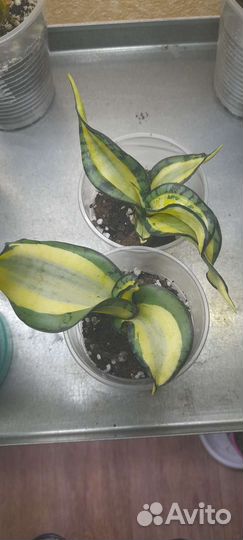 Сансевиерии ханни Венди и другие