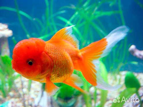 Рыбасики опт И разница