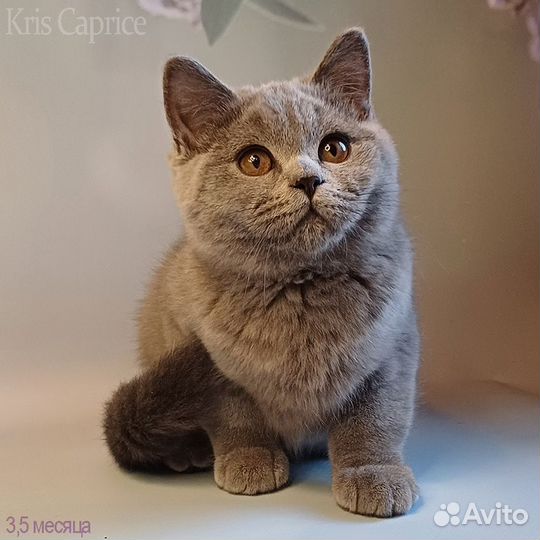 Любимчик Умка.Перспективный Британский котяра