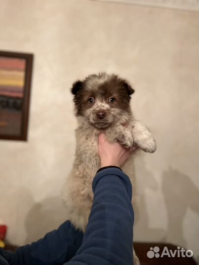 Умка медвежонок