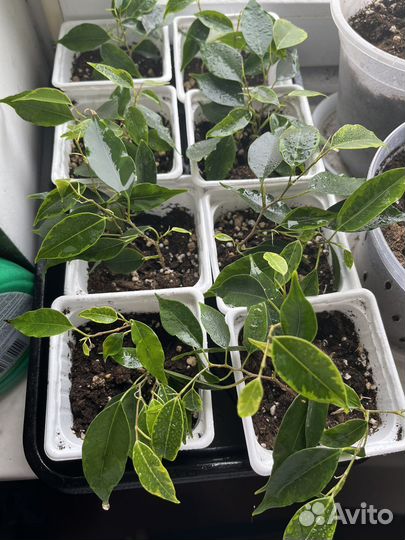 Фикус бенджамина черенки