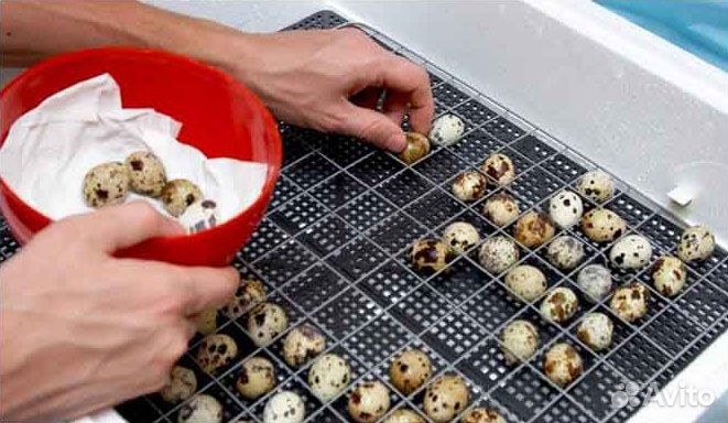 Решетка перепелиная для инкубатора Несушка 36