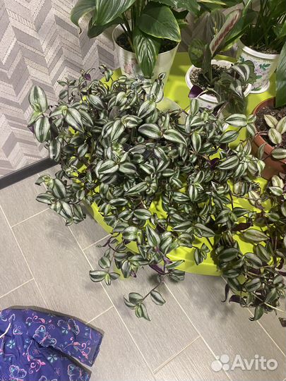 Традискснция)