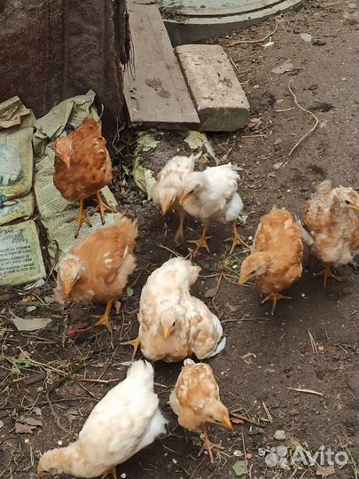 Цыплята Ломан Браун