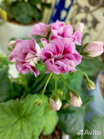 Пеларгонии сортовые