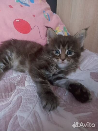 Котята мейн-кун