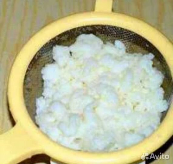 Молочный гриб