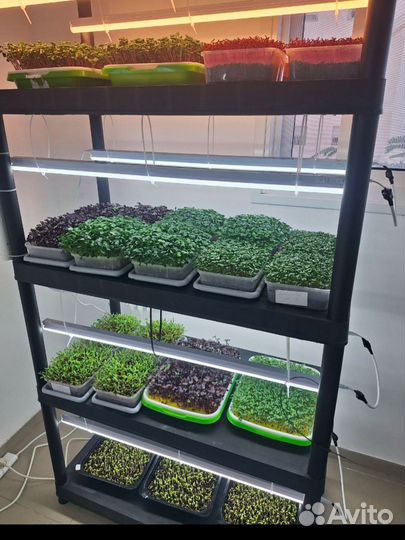 Микрозелень