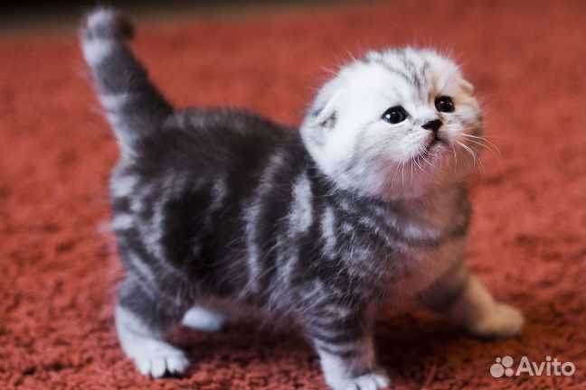 Шотландские котята