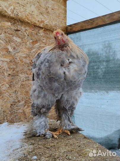 Петухи амераукана лаванда и черные