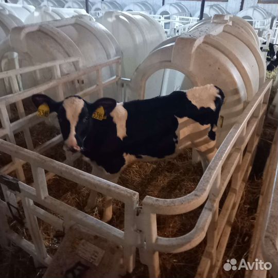 Бычки молодняк