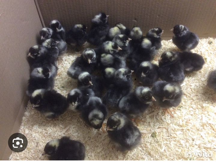 Цыплята суточные несушки ломан Браун