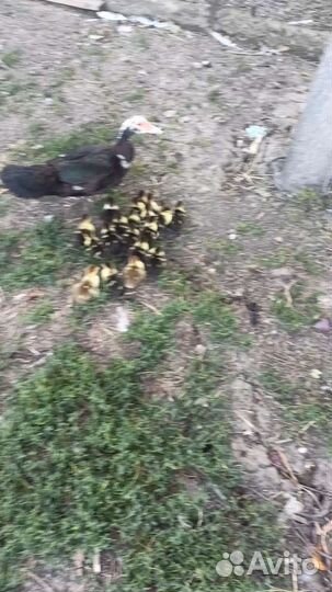 Мускусные утки