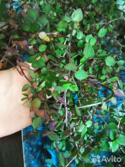 Каллизия ползучая (традесканция)