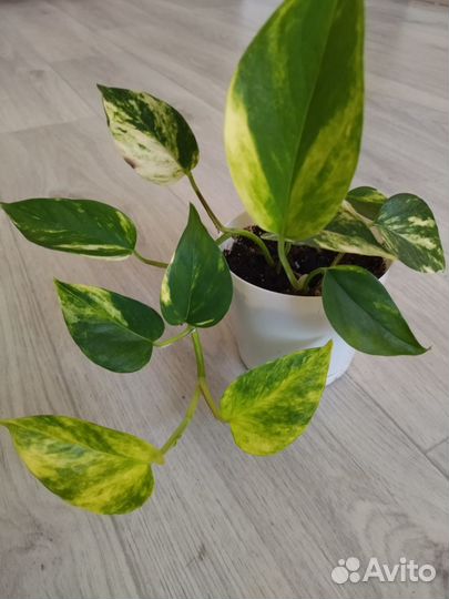 Эмипремнум Голден Лив