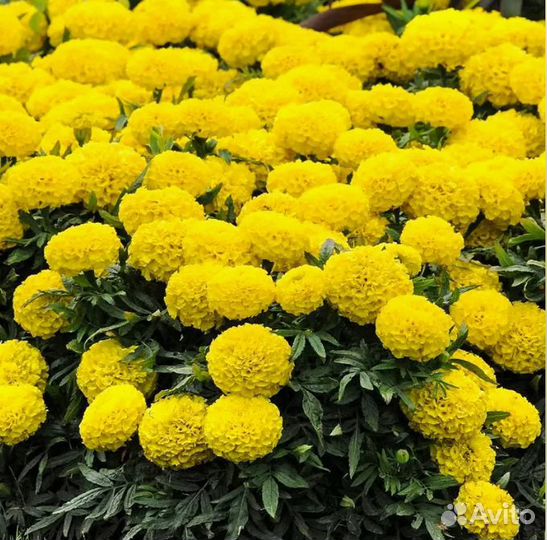 Петунии цинеррария бархатцы львины зев черри перец