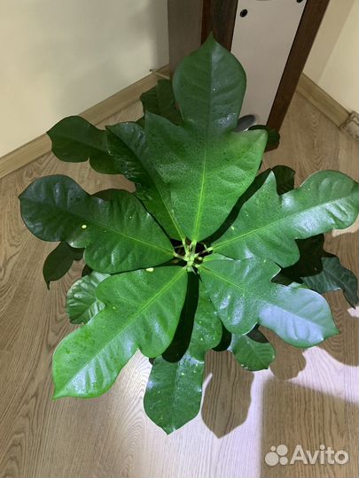 Кротон магнифисент