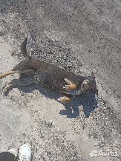 Собака в добрые руки маленькая порода