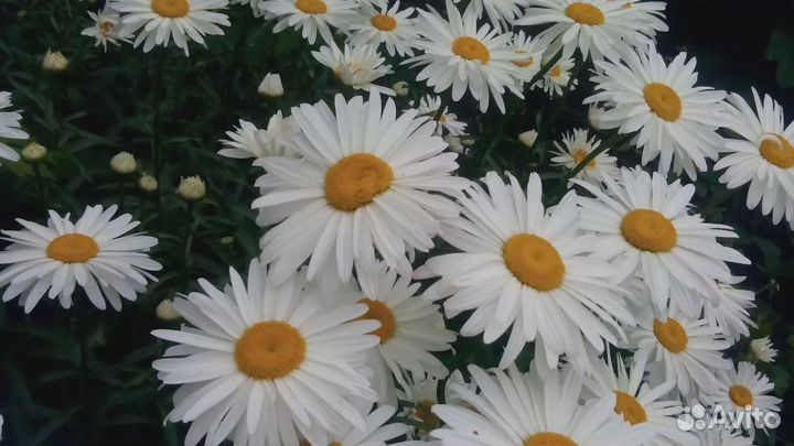 Ромашка крупная садовая