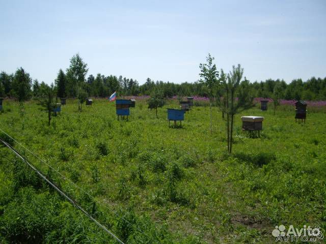 Пчелопакеты пчелы