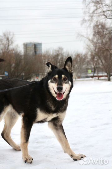 Собака очень ждет свою семью