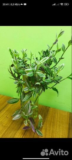 Традесканции