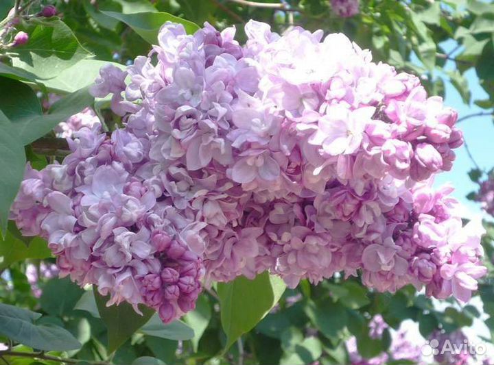 Саженцы сортовой сирени