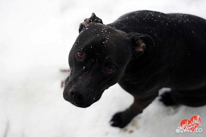 Питбуль. Вязка