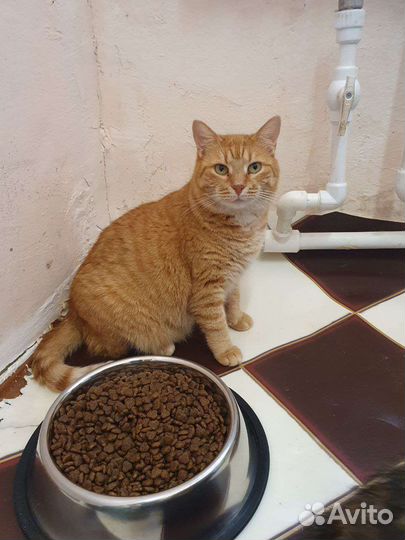 Помощник в мини-приют для кошек