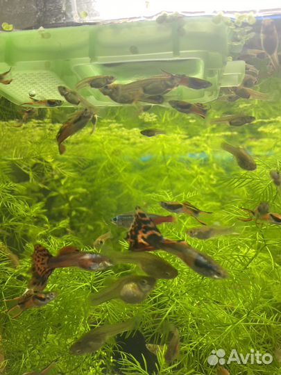 Украшение для аквариума